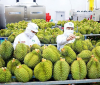 PROCEDURES EXPORT DURIAN AT K PLUS
