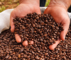 EXPORT PROCEDURES FOR COFFEE AT K PLUS