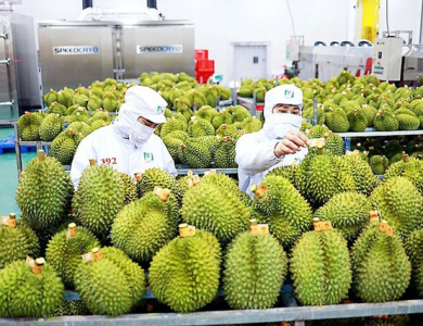 THỦ TỤC XUẤT KHẨU SẦU RIÊNG TẠI K PLUS