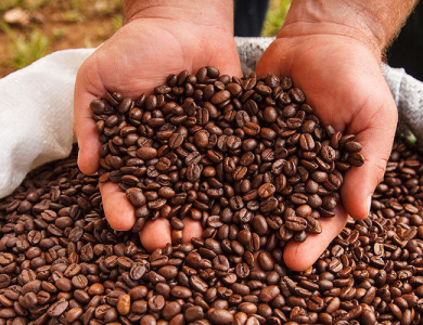 THỦ TỤC XUẤT KHẨU HÀNG CÀ PHÊ TẠI K PLUS